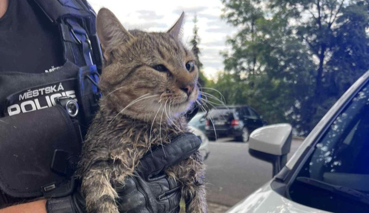 VIDEO: Kotě v Jihlavě spadlo do kanalizační šachty. Strážníkům to řekly děti