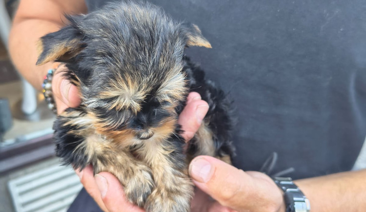 Příliš malé štěně na prodej a fena s otevřenou ránou. V Praze odebrali týrané psy