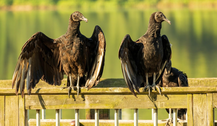 Dravé ptáky z brněnské zoo čeká nová voliéra. Prolétnou se v ní až v roce 2027