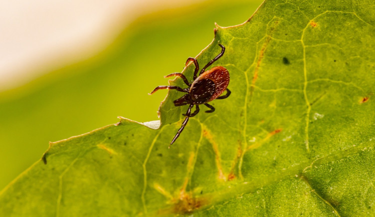 V kraji je nejvíce případů lymeské boreliózy za poslední roky, celkem 581 případů