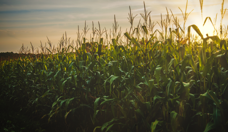 Na začátku týdne si lidé užijí ještě letní teploty, postupně ale přijde ochlazení i déšť