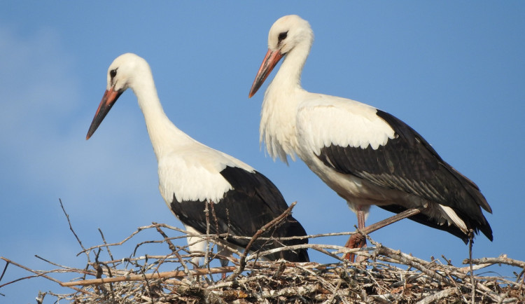 Čápi z Hakláků už vyletěli z hnízda. Místní doufají, že se na jaře v pořádku vrátí