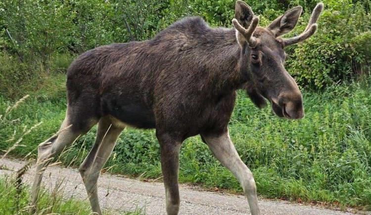 Losí influencer Emil opět vyvádí. Zařídil si policejní bodyguardy a míří na sever