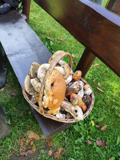 Kde rostou houby? Největší šanci máte na Frýdecko-Místecku a Novojičínsku