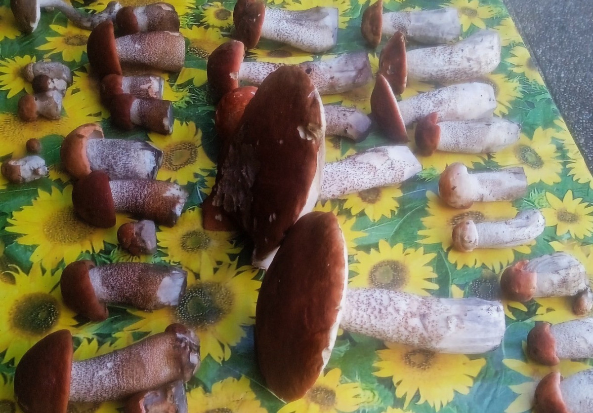 Kde rostou houby? Největší šanci máte na Frýdecko-Místecku a Novojičínsku