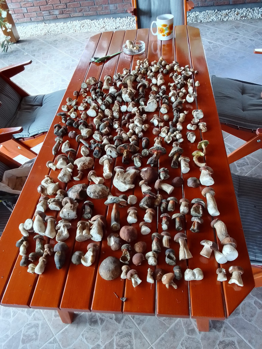 Kde rostou houby? Největší šanci máte na Frýdecko-Místecku a Novojičínsku