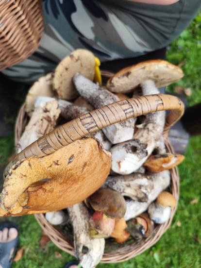 Kde rostou houby? Největší šanci máte na Frýdecko-Místecku a Novojičínsku