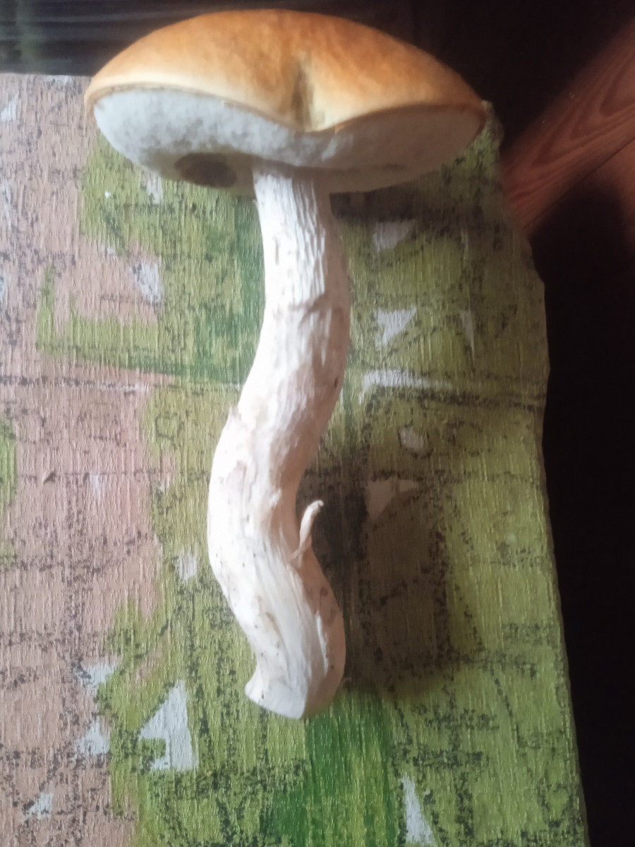 Kde rostou houby? Největší šanci máte na Frýdecko-Místecku a Novojičínsku