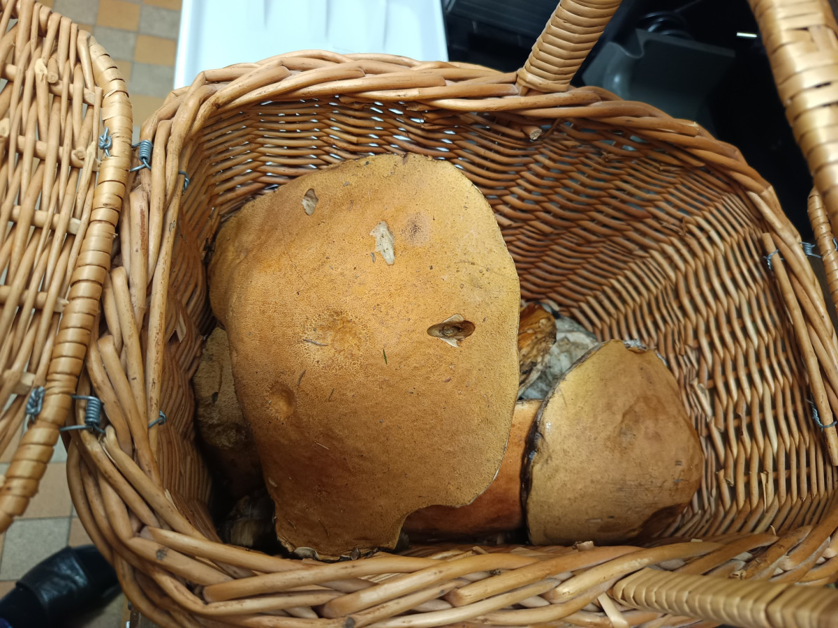 Kde rostou houby? Největší šanci máte na Frýdecko-Místecku a Novojičínsku