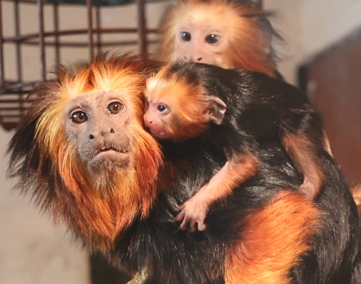 Lvicek-mlade-11-2048x1611