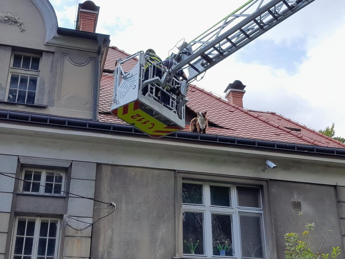 Hasiči v Liberci zachraňovali psa ze střechy domu. Vydal se tam oknem