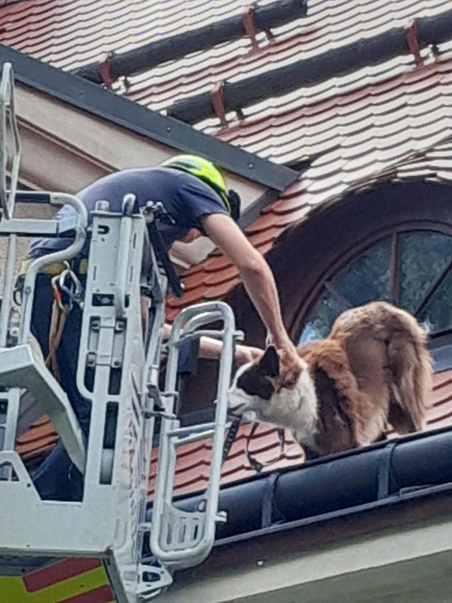 Hasiči v Liberci zachraňovali psa ze střechy domu. Vydal se tam oknem