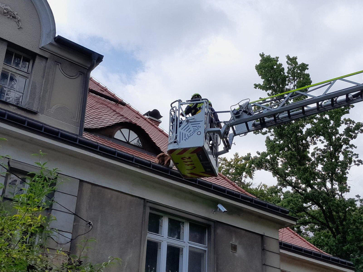 Hasiči v Liberci zachraňovali psa ze střechy domu. Vydal se tam oknem