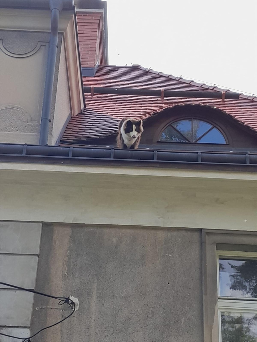 Hasiči v Liberci zachraňovali psa ze střechy domu. Vydal se tam oknem
