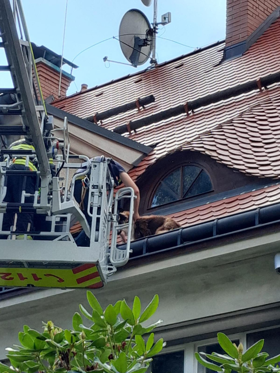 Hasiči v Liberci zachraňovali psa ze střechy domu. Vydal se tam oknem