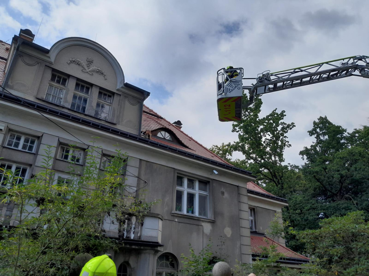 Hasiči v Liberci zachraňovali psa ze střechy domu. Vydal se tam oknem