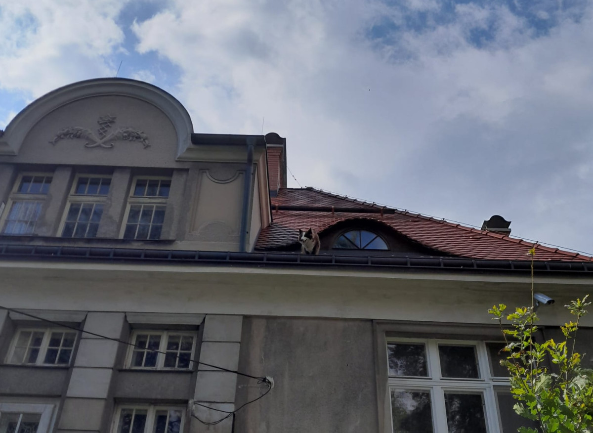 Hasiči v Liberci zachraňovali psa ze střechy domu. Vydal se tam oknem