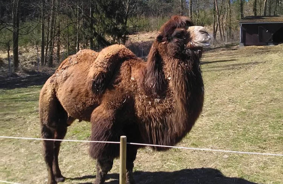 Táborská zoo bude mít nového velblouda. Jmenuje se Hvid a je z Dánska