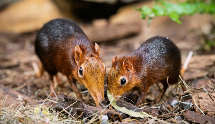 Safari Park Dvůr Králové slaví úspěch s prvním odchovem bércounů Petersových