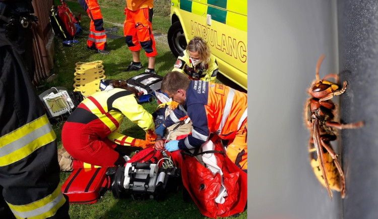 Hromadný útok, sršni pobodali osm osob. Čtyři lidé skončili v nemocnici