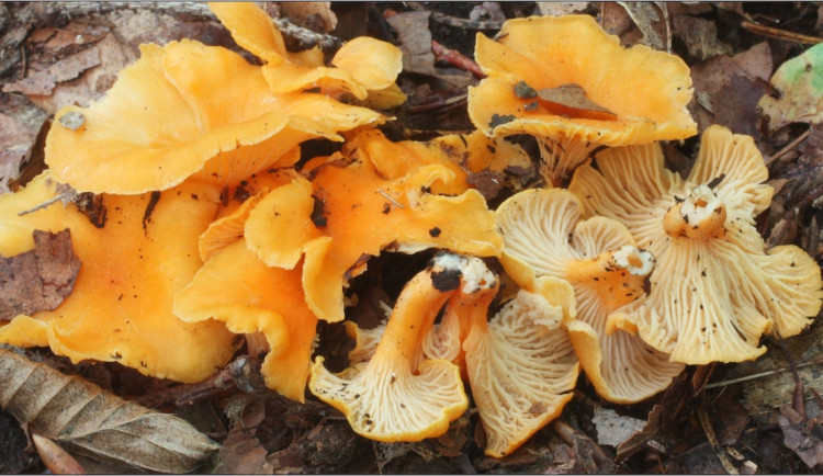 Výstava hub v botanické zahradě. Mykologický klub nachystal poradnu i naučnou stezku