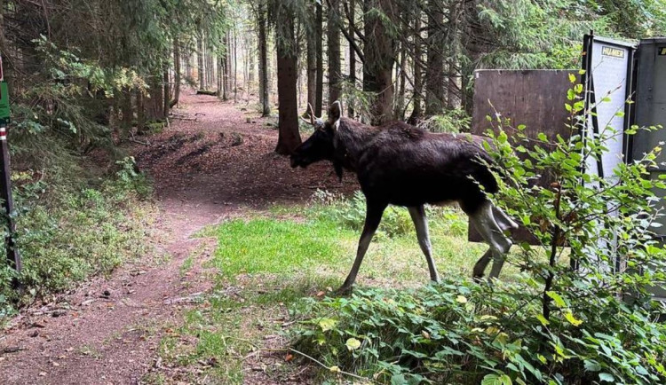 Emil je doma. Rakušané losího dobrodruha uspali a převezli na okraj Šumavy