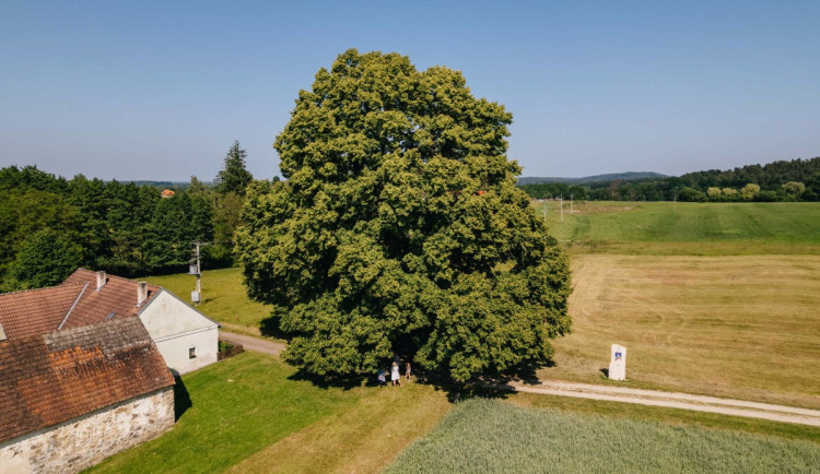 Lípa z Trhových Svinů postoupila mezi pět finalistů ankety Strom roku