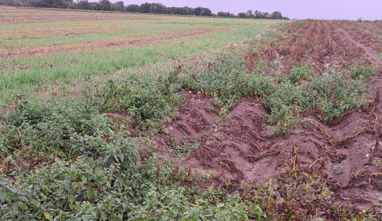 Letos naposledy. V sobotu končí samosběr brambor, cibule a mrkve u Ludéřova