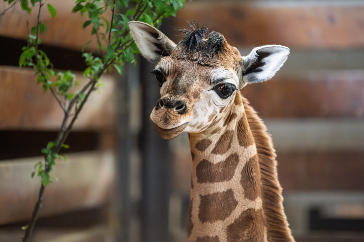 V zoo Dvůr Králové se narodilo další mládě ohrožené žirafy Rothschildovy