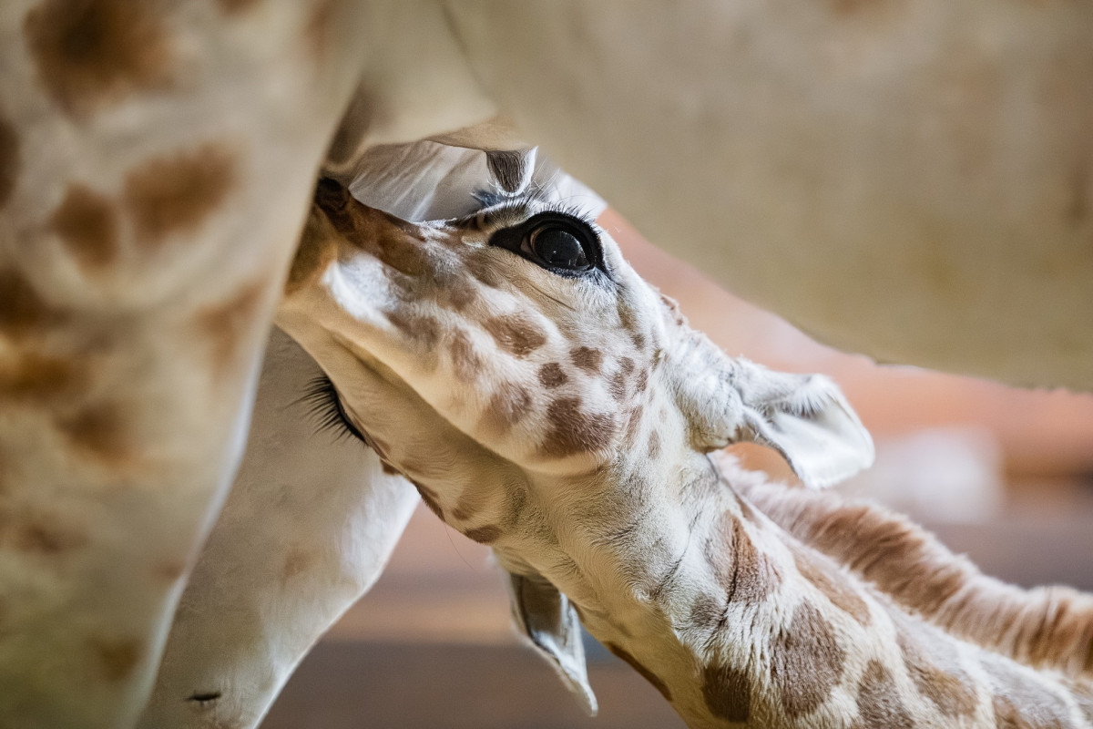V zoo Dvůr Králové se narodilo další mládě ohrožené žirafy Rothschildovy