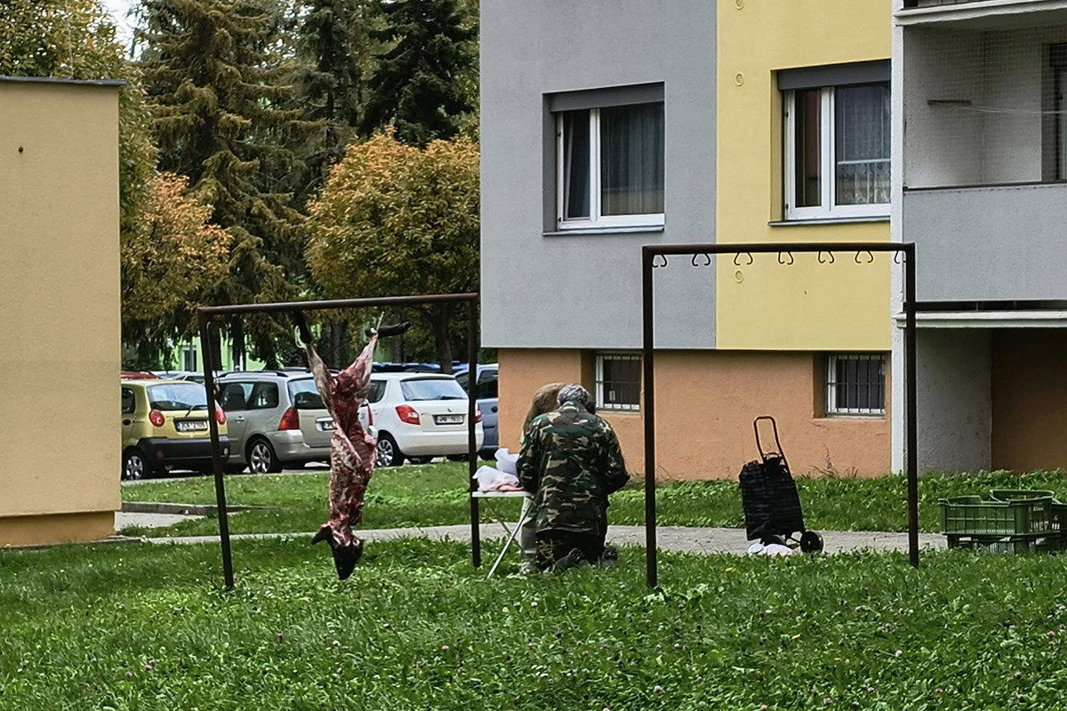 Rozřezaný divočák na sušáku. Scéna mezi paneláky v Olomouci rozvířila emoce