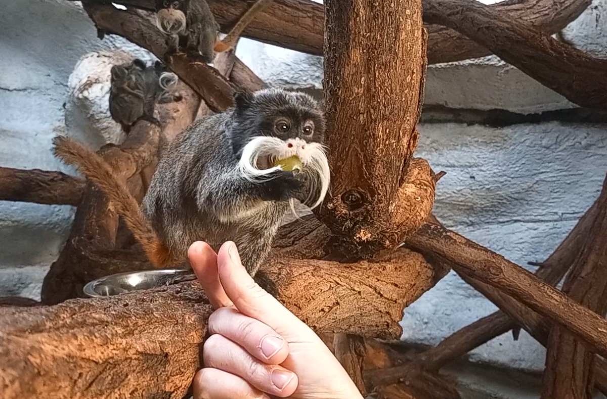 VIDEO: Drápkaté opičky si pochutnaly na hroznovém vínu. Nakrmit je může kdokoliv