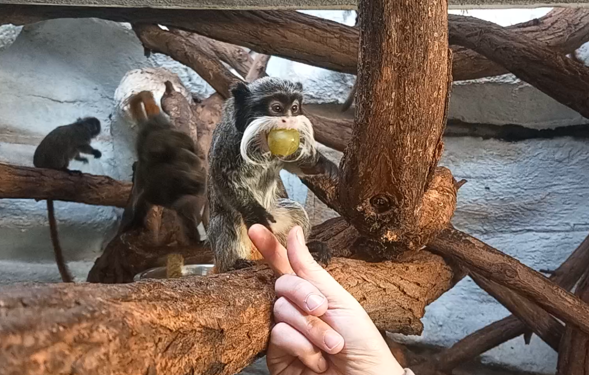 VIDEO: Drápkaté opičky si pochutnaly na hroznovém vínu. Nakrmit je může kdokoliv