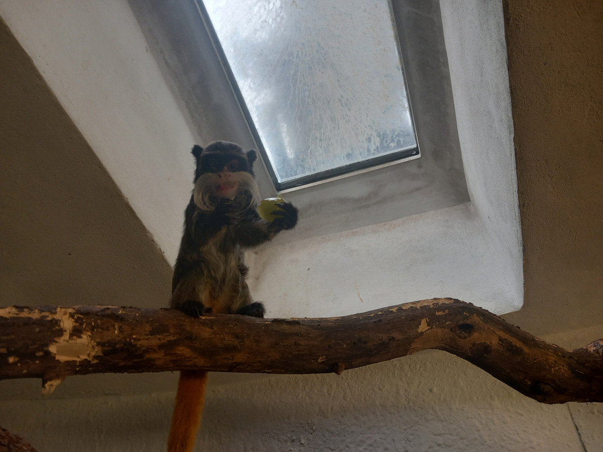 VIDEO: Drápkaté opičky si pochutnaly na hroznovém vínu. Nakrmit je může kdokoliv