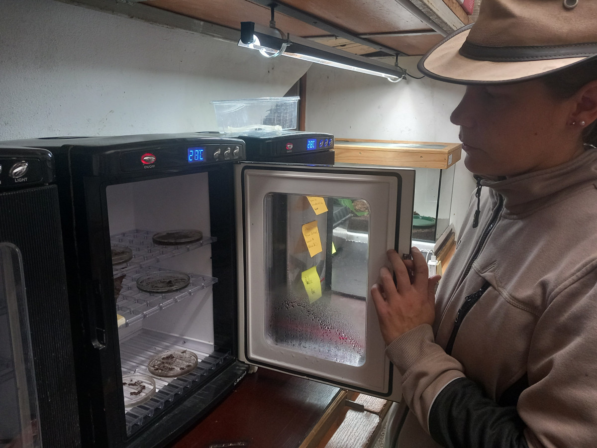 VIDEO: Drápkaté opičky si pochutnaly na hroznovém vínu. Nakrmit je může kdokoliv