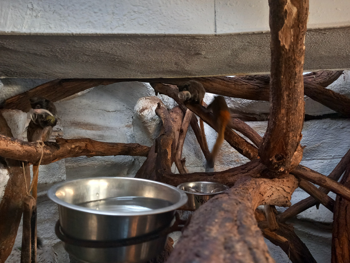 VIDEO: Drápkaté opičky si pochutnaly na hroznovém vínu. Nakrmit je může kdokoliv