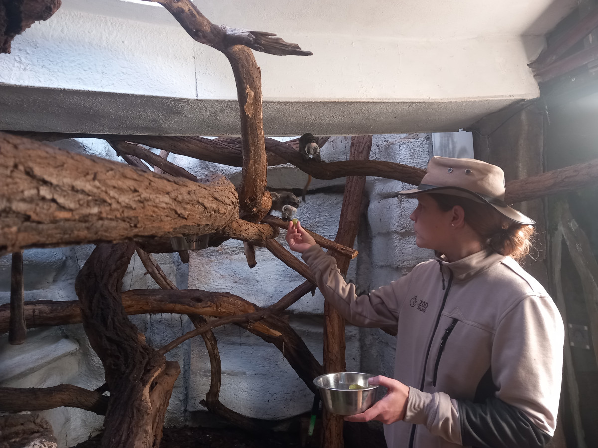 VIDEO: Drápkaté opičky si pochutnaly na hroznovém vínu. Nakrmit je může kdokoliv