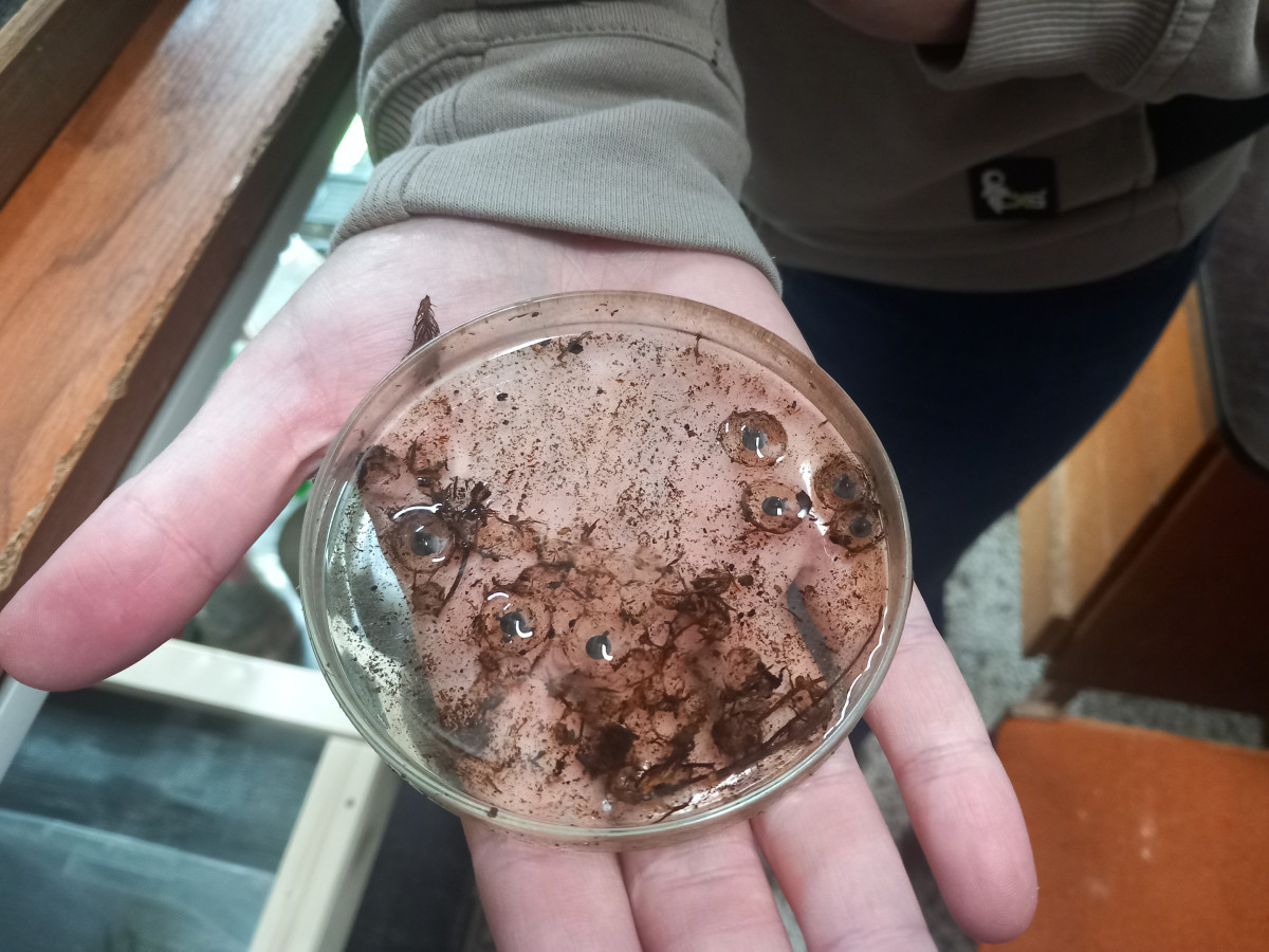 VIDEO: Drápkaté opičky si pochutnaly na hroznovém vínu. Nakrmit je může kdokoliv