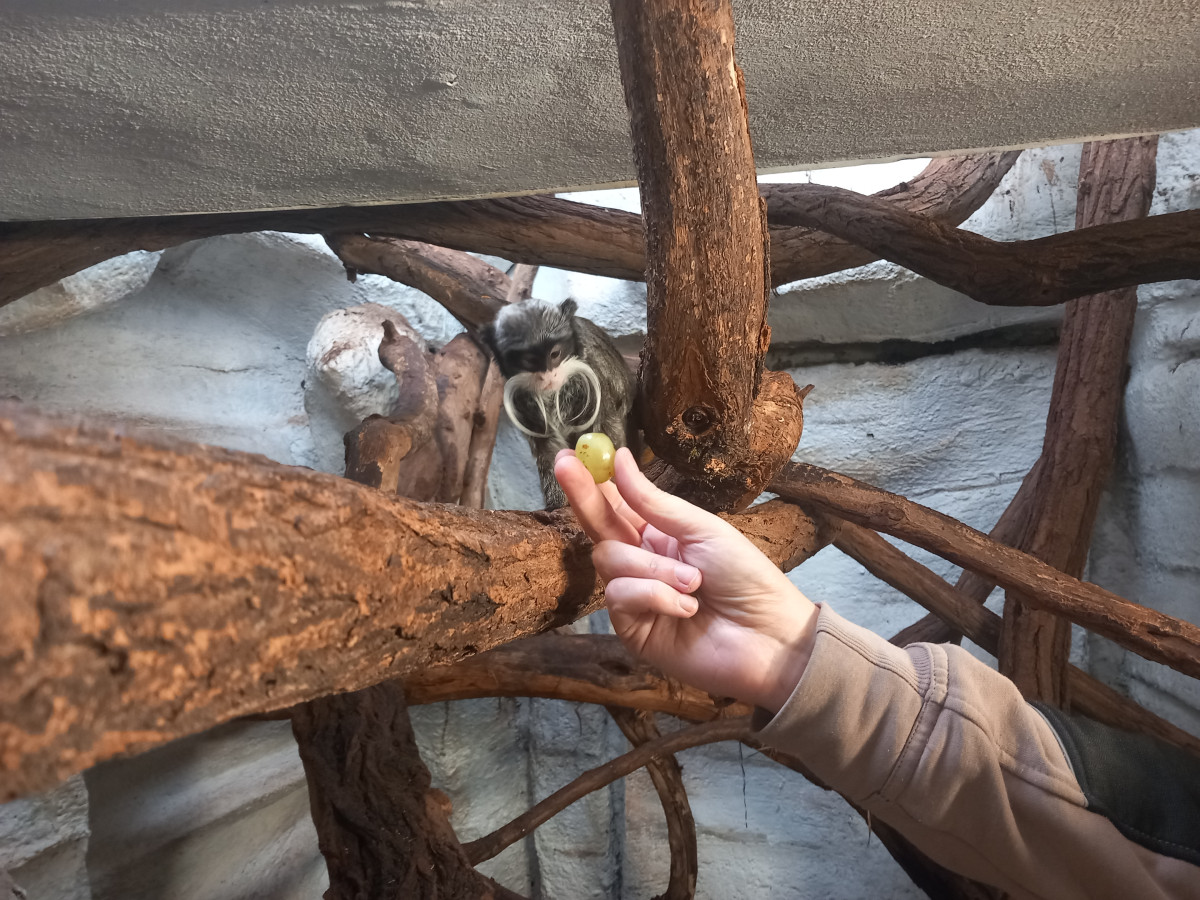 VIDEO: Drápkaté opičky si pochutnaly na hroznovém vínu. Nakrmit je může kdokoliv