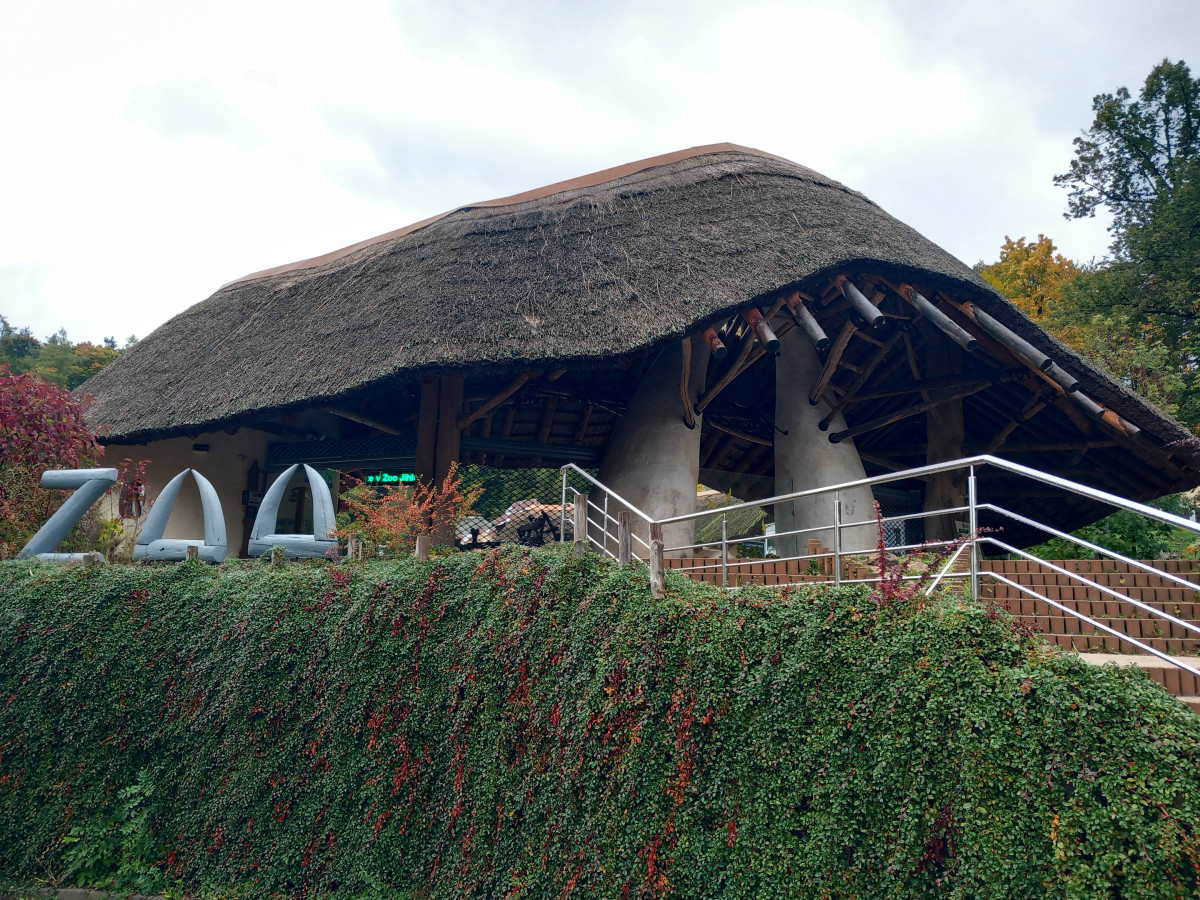 VIDEO: Drápkaté opičky si pochutnaly na hroznovém vínu. Nakrmit je může kdokoliv