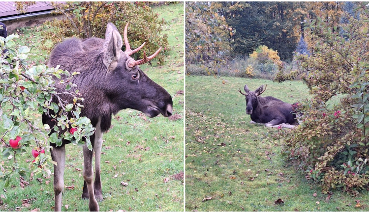 Los Emil se zatoulal do zahrady v Pošumaví, chroupal jablka a trochu prohnal policisty
