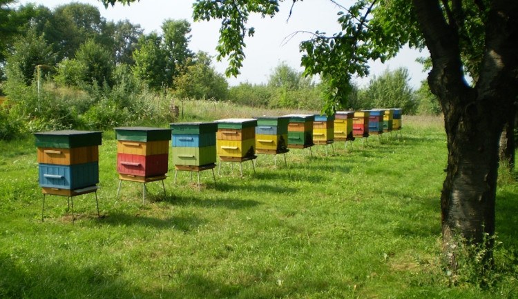 Pomoc pro včelaře. Kraj přispěje na boj s včelím morem a hnilobou