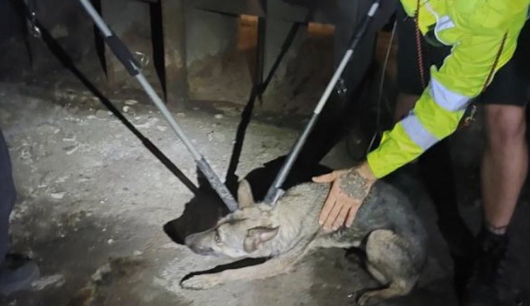 Konec velkého útěku. Psa, který pět hodin blokoval metro, chytili na Malostranské