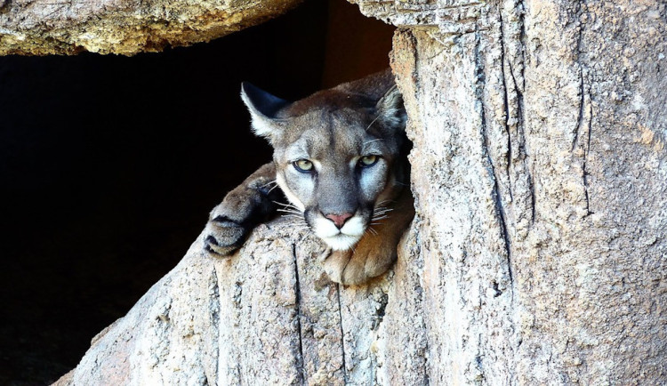 Kolem Týna nad Vltavou pobíhá divoká puma, pátrají po ní myslivci i policie