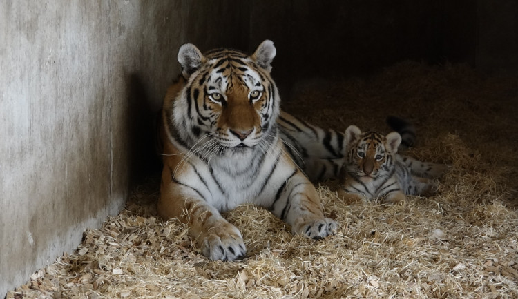 Dvě holky a jeden kluk. Hlubocká zoo prozradila pohlaví narozených tygřat