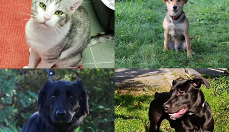 HLEDÁME PÁNÍČKA: Útulkový usedlík, hravé štěně a kocourek s FIP touží po domově