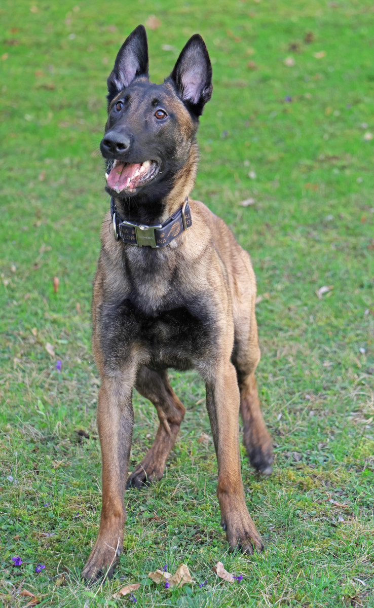 Špičkový specialista Avatar bude bojovat proti pytlákům. Misi podpoří i Daniel Hůlka