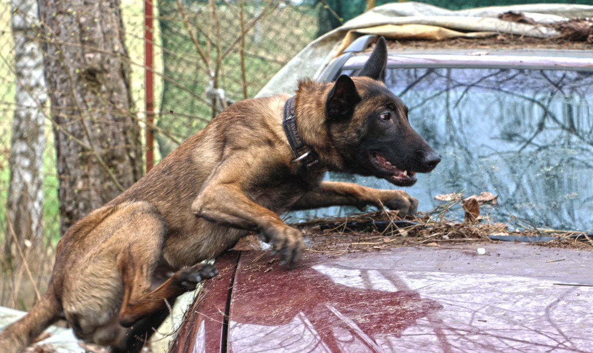 Avatar při výcviku