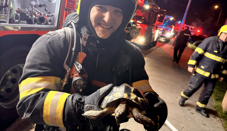 Z požáru pokoje na Černém Mostě zachránili hasiči želvu