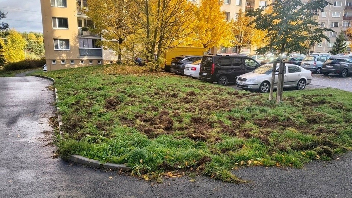 Divočáci si oblíbili sídliště. Obvod vyzývá pejskaře, aby nepouštěli psy z vodítka